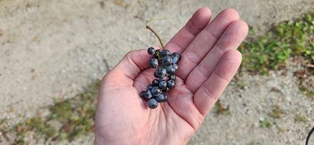 1000006678 grape.jpg